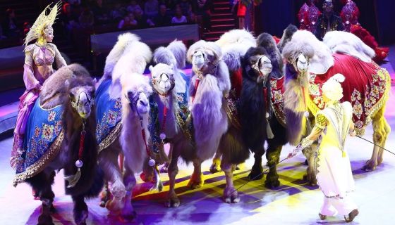 Цирк «Песчаная сказка»