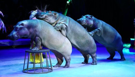 Цирк «Песчаная сказка»