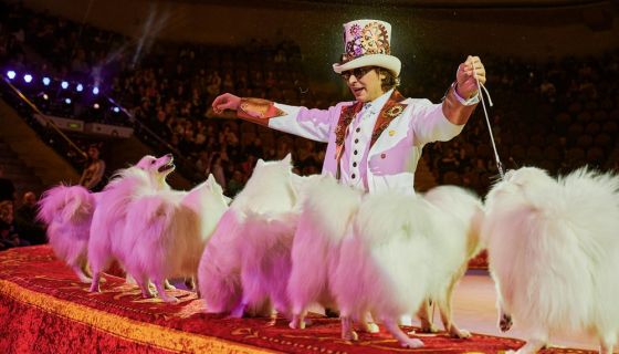 Цирк «Империя львиц»