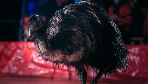 Цирк-шапито «Маска», Мариинск